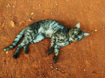High angle view of cat resting on field