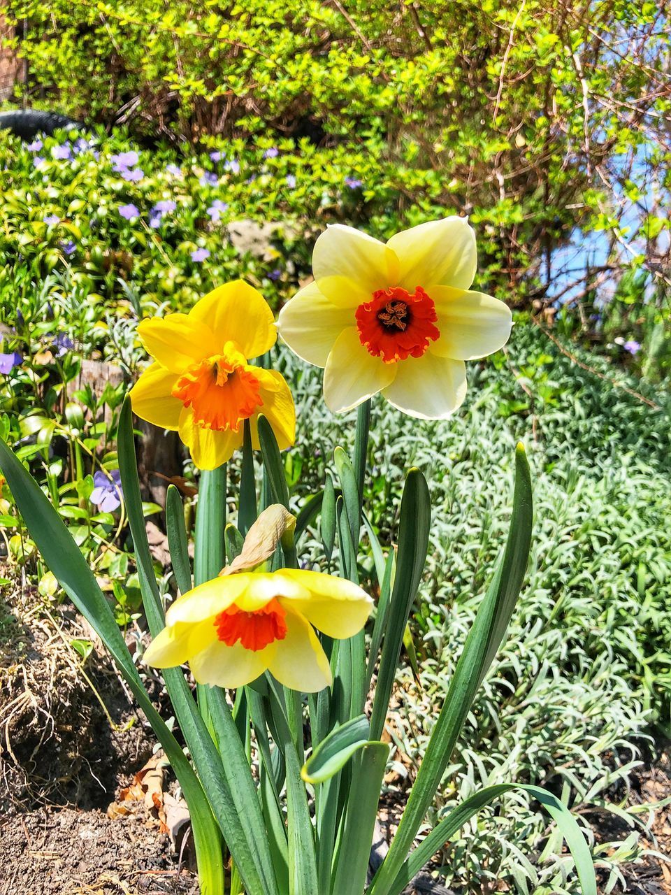 CLOSE-UP OF YELLOW FLOWERS