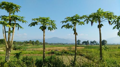 Scenic view of palm trees on field against sky