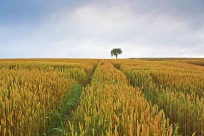 Scenic view of agricultural field against sky