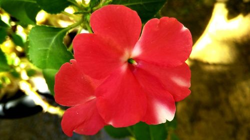 Close-up of red flower