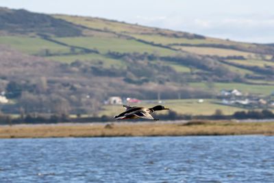 Bird flying over the water