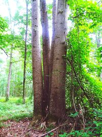 Trees in forest