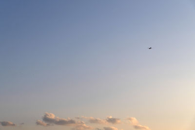 Low angle view of bird flying in sky