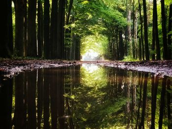 Scenic view of lake in forest