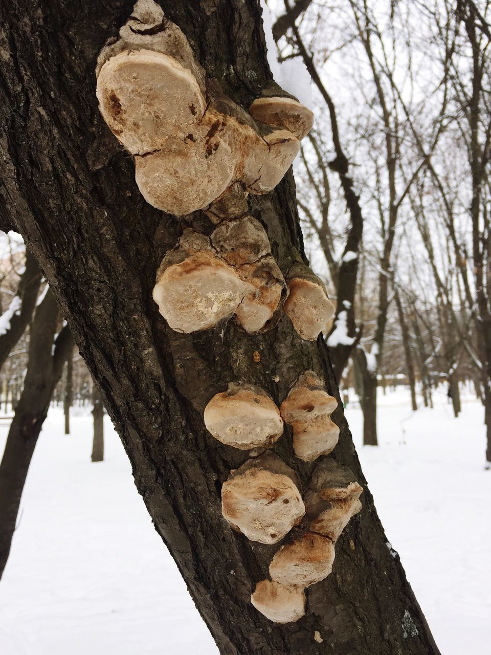 snow, winter, cold temperature, tree, nature, day, close-up, outdoors, no people