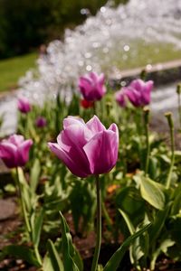 Close-up of pink crocus flowers growing on field