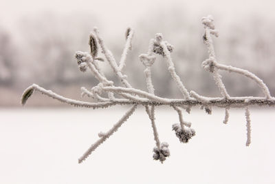 Close-up of snow against sky