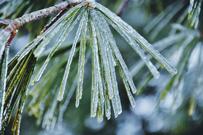 Close-up of frozen pine tree needles