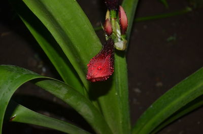High angle view of raindrops on plant