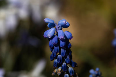 Close-up of purple flowering plant