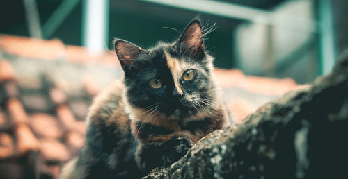 Close-up portrait of cat on wall