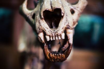 Close-up of animal skull