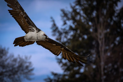 Low angle view of eagle flying against sky