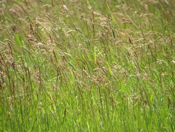 Full frame shot of grass on field