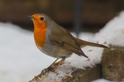 Close-up of bird perching on snow