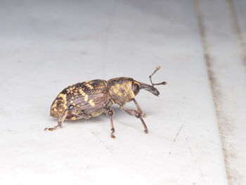 Close-up of insect on floor