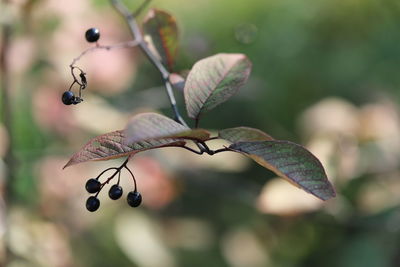 Close-up of berries growing on tree