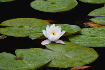 Close-up of lotus water lily in pond