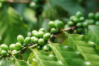 Close-up of fruit growing on tree