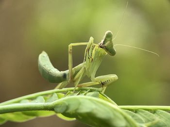 Close-up of insect on leaf