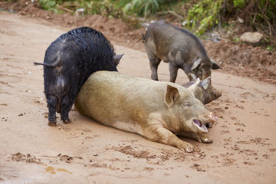 Pigs with piglet on sand