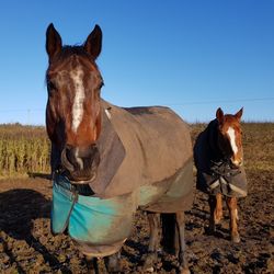 Portrait of horse standing on field against clear sky