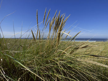 Close-up of stalks against calm blue sea