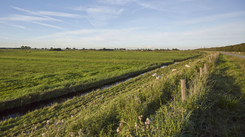 Scenic view of agricultural field against sky