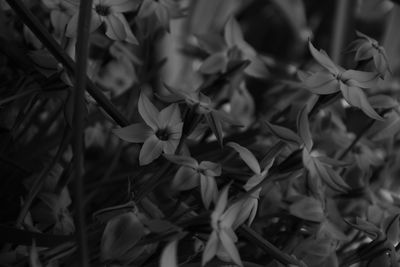 Close-up of flowers and leaves