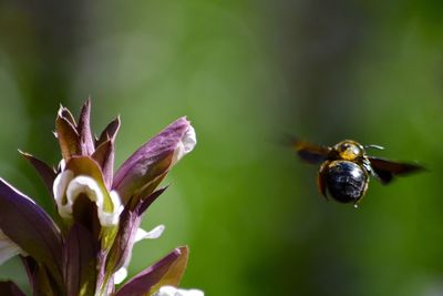 Close-up of bee on flower