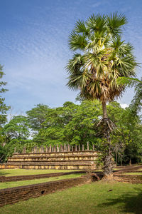 Palm trees on field against sky