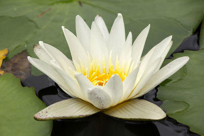 Close-up of water lily in lake