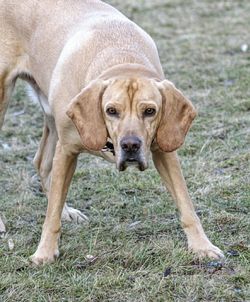 Portrait of dog on grass