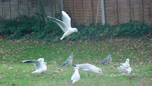 Seagulls on a land