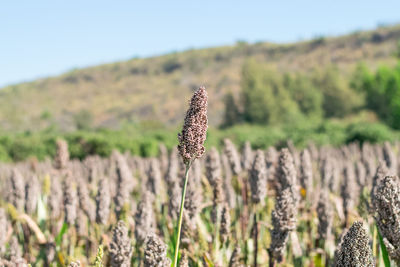 Close-up of plant on field against sky