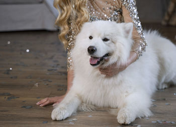 Dog sitting on wooden floor