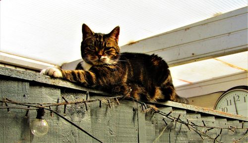 Portrait of cat resting on wood