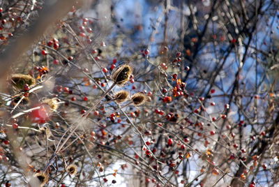 Close-up of berries on tree