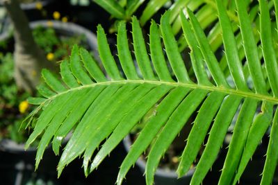 Close-up of green leaves