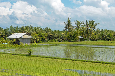 Scenic view of agricultural field against sky