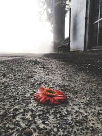 Close-up of red flower on a land