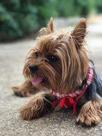 Close-up portrait of dog