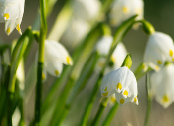 Close-up of white flowering plants