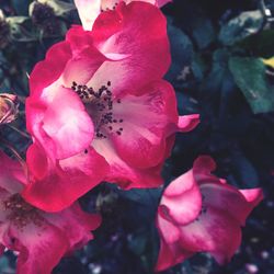 Close-up of pink flowers