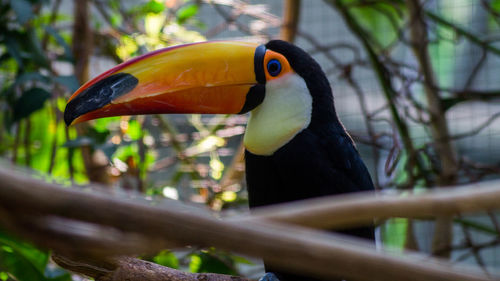 Close-up of bird perching on tree