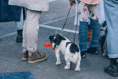 Low section of people with dog standing on street