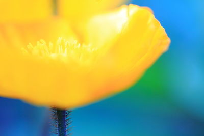 Close-up of yellow flowers