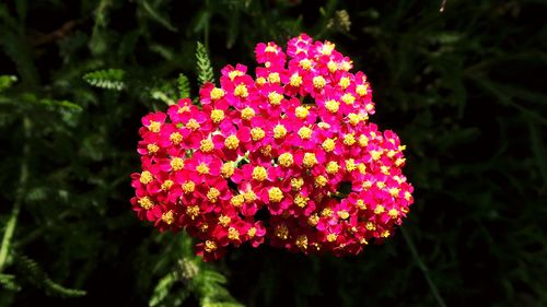 Close-up of pink flowers blooming outdoors