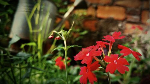 Close-up of red flowers blooming outdoors